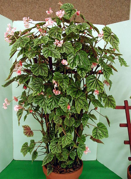 B. metallica